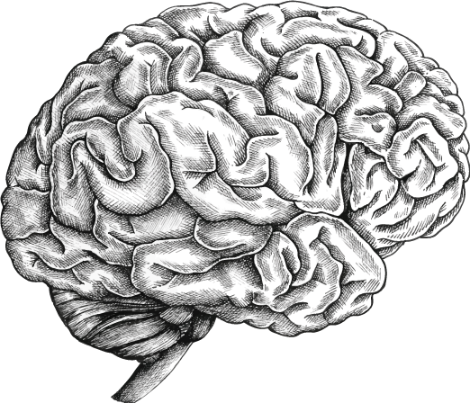 kinergie-brain